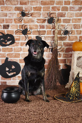 Black dog in witch costume