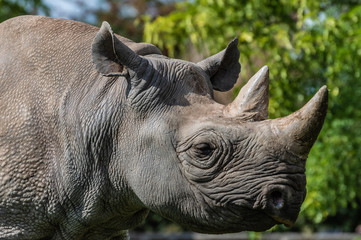A close-up of a black rhinoceros at the zoo © Rob Thorley