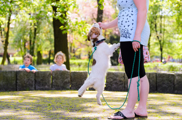 Jack russell terrier training outdoors