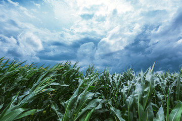 Corn maize crops bending during strong windstorm