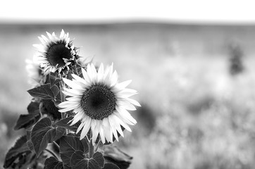 GIRASOL EN BW