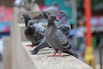 Pigeons,  they live in NONG PRA JAK public park at UDONTHANI province THAILAND. © PICHAYANON