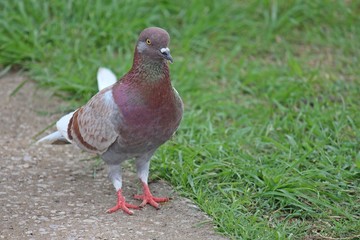 Pigeon,  it lives in NONG PRA JAK public park at UDONTHANI province THAILAND. © PICHAYANON