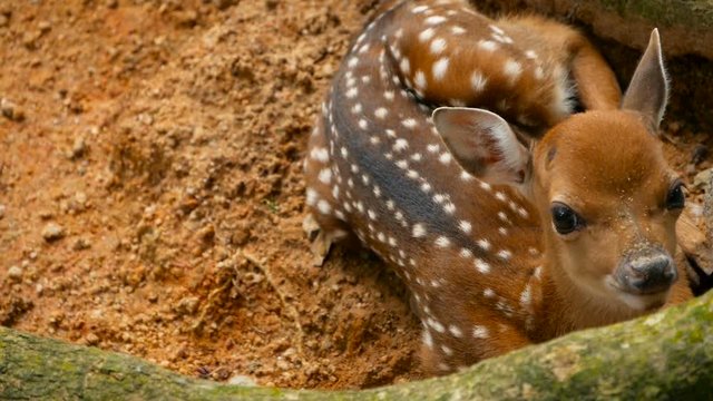 Wildlife scene. Beautiful young fallow whitetail deer, wild mammal animal in forest surrounding. Spotted, Chitals, Cheetal, Axis, Cervus nippon or Japanese deer grazing in natural habitat in the sun.