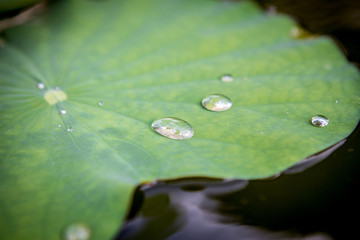 water drops on the lotus leaf