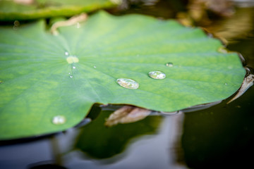 water drops on the lotus leaf