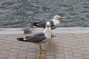 GAVIOTAS EN EL PUERTO