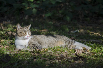 Cat lie down in Nature