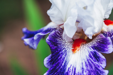 Close up sur les pistils d'un iris