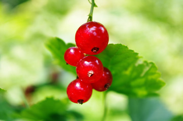 Ripe red currants on a green natural background. Summer light background. Macro.
