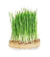 Sprouted wheat grass on white background