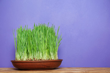 Dish with sprouted wheat grass on table against color background
