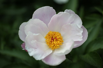 Obraz na płótnie Canvas Lotus flower