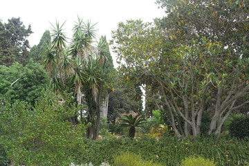 Fototapeta premium Tropical trees