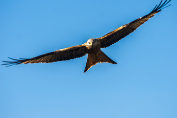 Red Kite (milvus milvus) flying