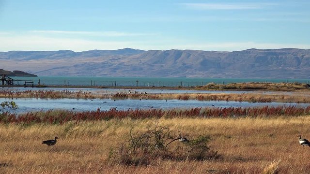 Upland Geese arrive to the Laguna Nimez nature reserve. El Calafate, Santa Cruz Province, Patagonia, Argentina