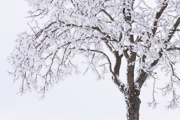 NIEVE Y ÁRBOL