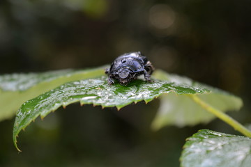 Big black beetle (Anoplotrupes stercorosus) crawls along a green leaf in water drops