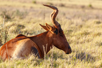 Red hartebeest lying and chilling in the grass