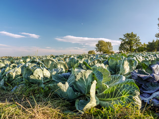 Ripening cabbage field