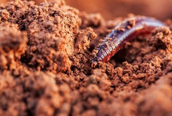 Closeup macro photo of an earthworm in fertile soil during sunset 