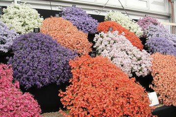 flowers in market