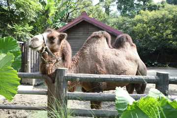 Taipei zoo camel