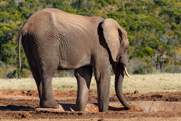Elephant drinking water at the dam