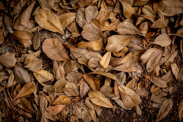 HOJAS DE ARBOL CAFE CADUSIFOLIAS, sierra de quila, jalisco, mexico