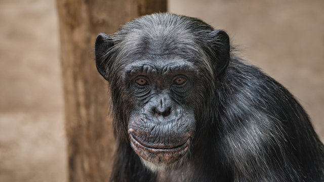 Portrait of funny Chimpanzee with a smugly smile, at smooth background