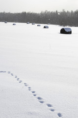 Snow-covered smooth field with traces of animals and hay rolls on the background of a dark forest