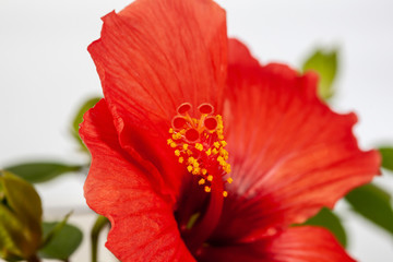 Verführung © Fotostudio Gerth