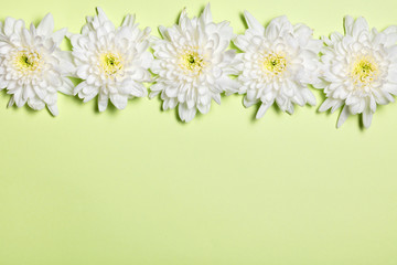 White flowers over light green background. Flat lay, top view.
