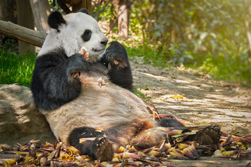 Giant panda bear in China