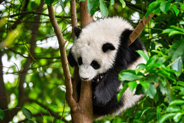 Obraz premium Giant panda bear in China