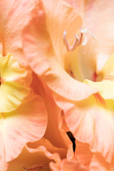 Background of yellow and orange Gladiolus flowers, macro, close up