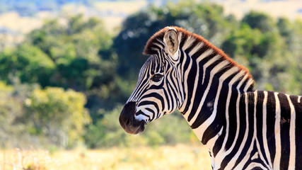 Fototapeta na wymiar Zebra standing and posing