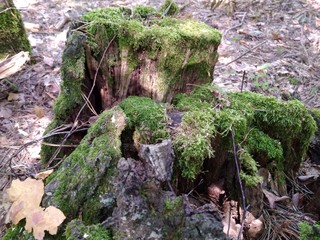  stump