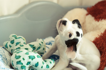 Precioso cachorro blanco con manchas negras en la cara, de cuerpo entero, rascándose la oreja en su cama 