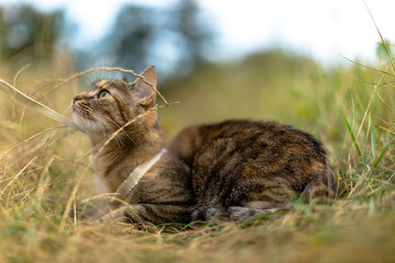 Cat sitting in the grass with collar on him