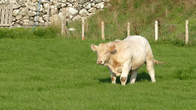 Cream phase Belgian Blue Cow filmed in the Barmouth, Llanaber and Gwynedd area in North Wales.