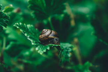 flower nature flowers spring blossom plant green insect snail leaf 