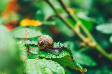 flower nature flowers spring blossom plant green insect snail leaf 