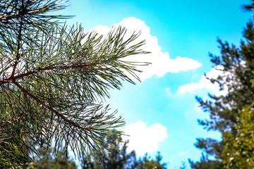 tree and blue sky