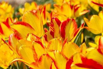 Olympic Flame Tulips