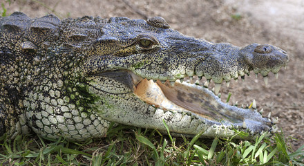 COCODRILO