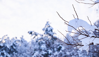 Winter background with tree branch covered with snow.