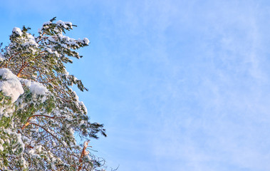 Pine trees covered with snow. Winter background with the place for a text.