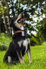 Pretty portrait of young dog