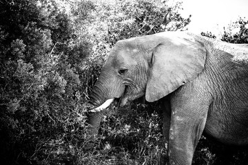 Elephant standing with his trunk in the bushes